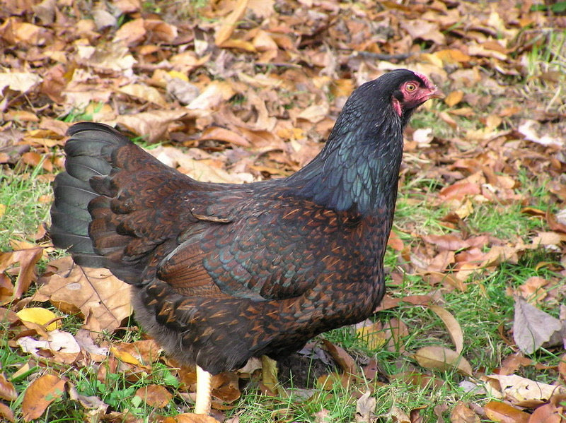 Poulet D’Amours & Fils Inc Cornish Hen 700g