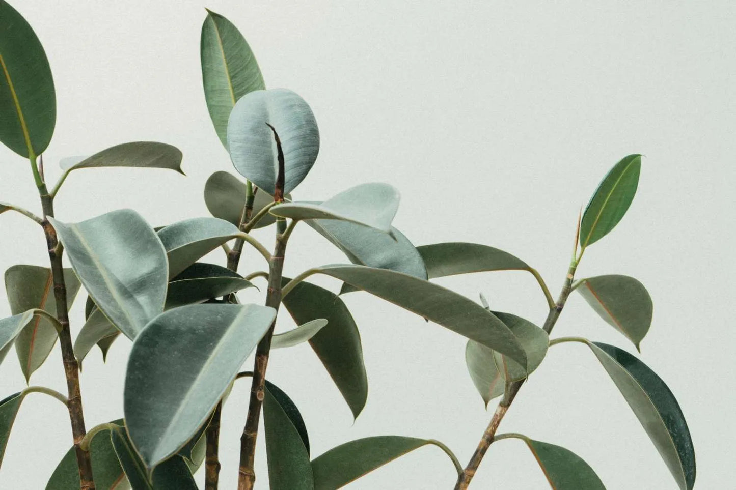Blooming Wild - Winter’s Light | Botanical Body Oil & Perfume