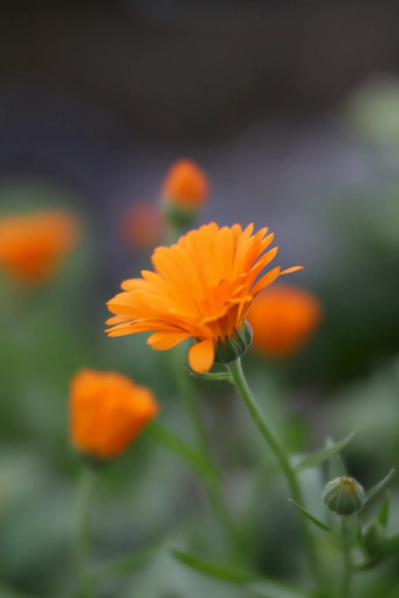 Blooming Wild - Eunoia | Botanical Aromatherapy Perfume Oil
