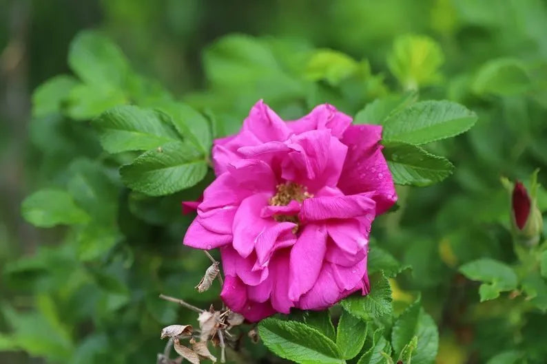 Blooming Wild - Meadow Aromatherapy Perfume Oil