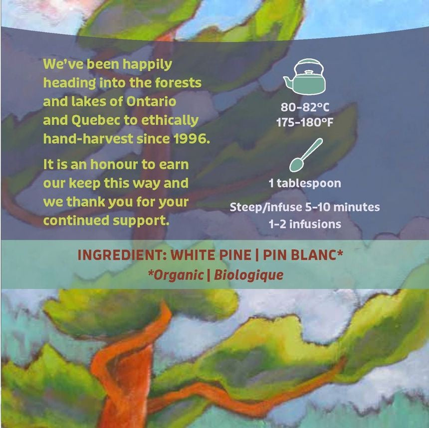 Wild White Pine Needle Tea