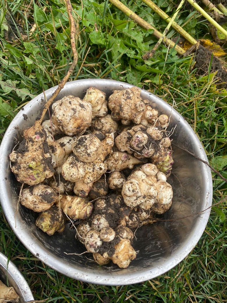 Jerusalem Artichoke