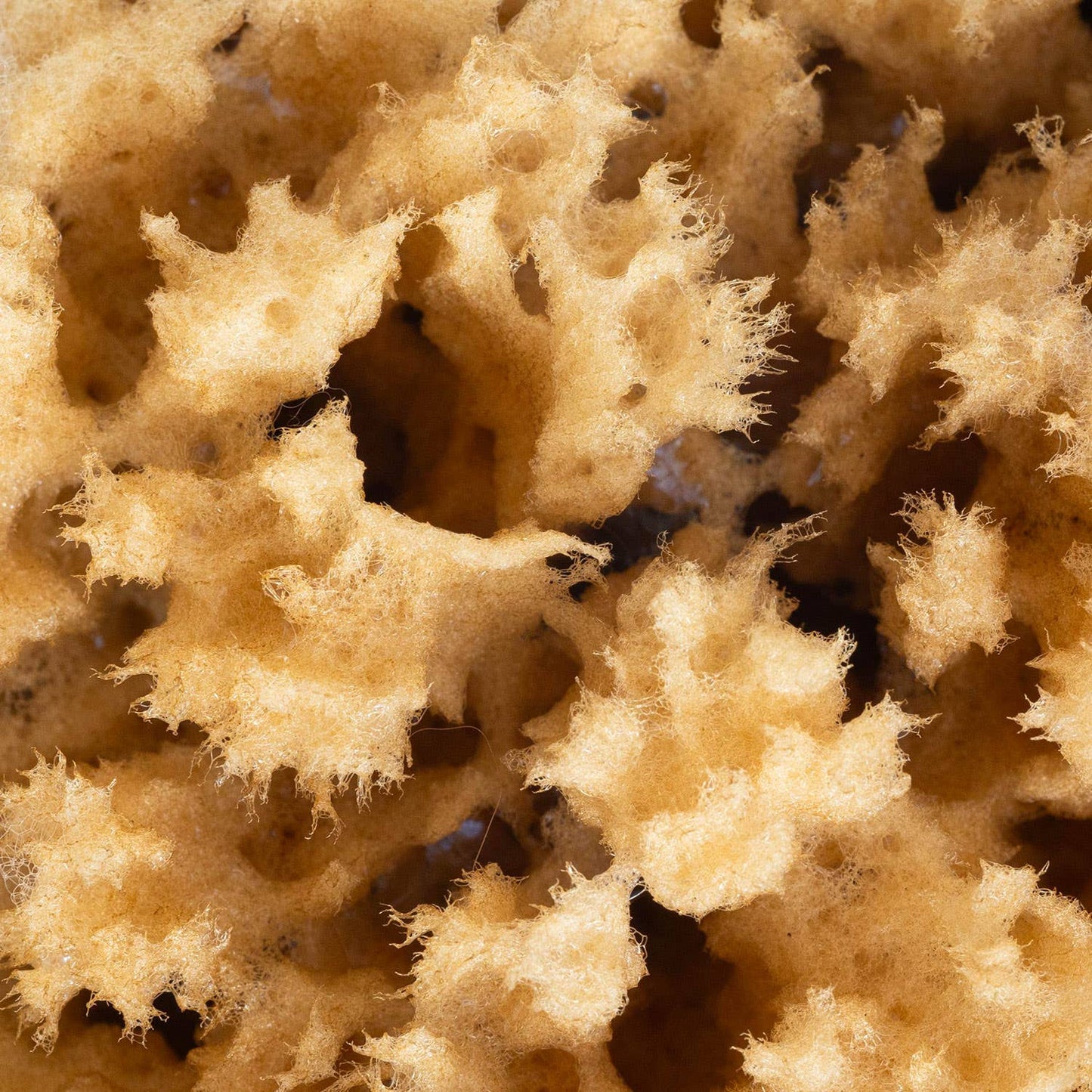 Wildcraft Body Sea Sponge - Natural, Exfoliating Bath Sponge