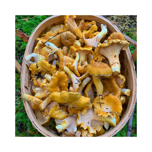 Fresh Wild Chanterelle Mushrooms