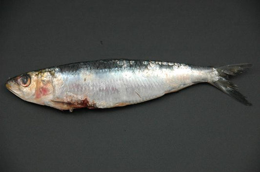 SARDINES PORTUGUESE 750G IQF FROZEN