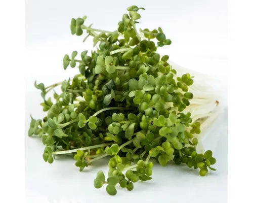 Mumm's Sprouting Mustard Oriental Wasabi 100g