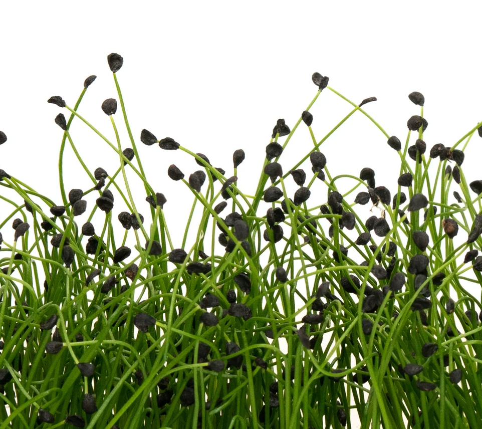 Mumm's Sprouting Garlic Chives 75g, additional product image 2