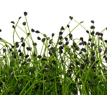 Mumm's Sprouting Garlic Chives 75g, additional product image 2