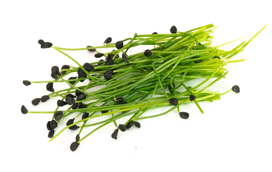 Mumm's Sprouting Garlic Chives 75g, additional product image 3