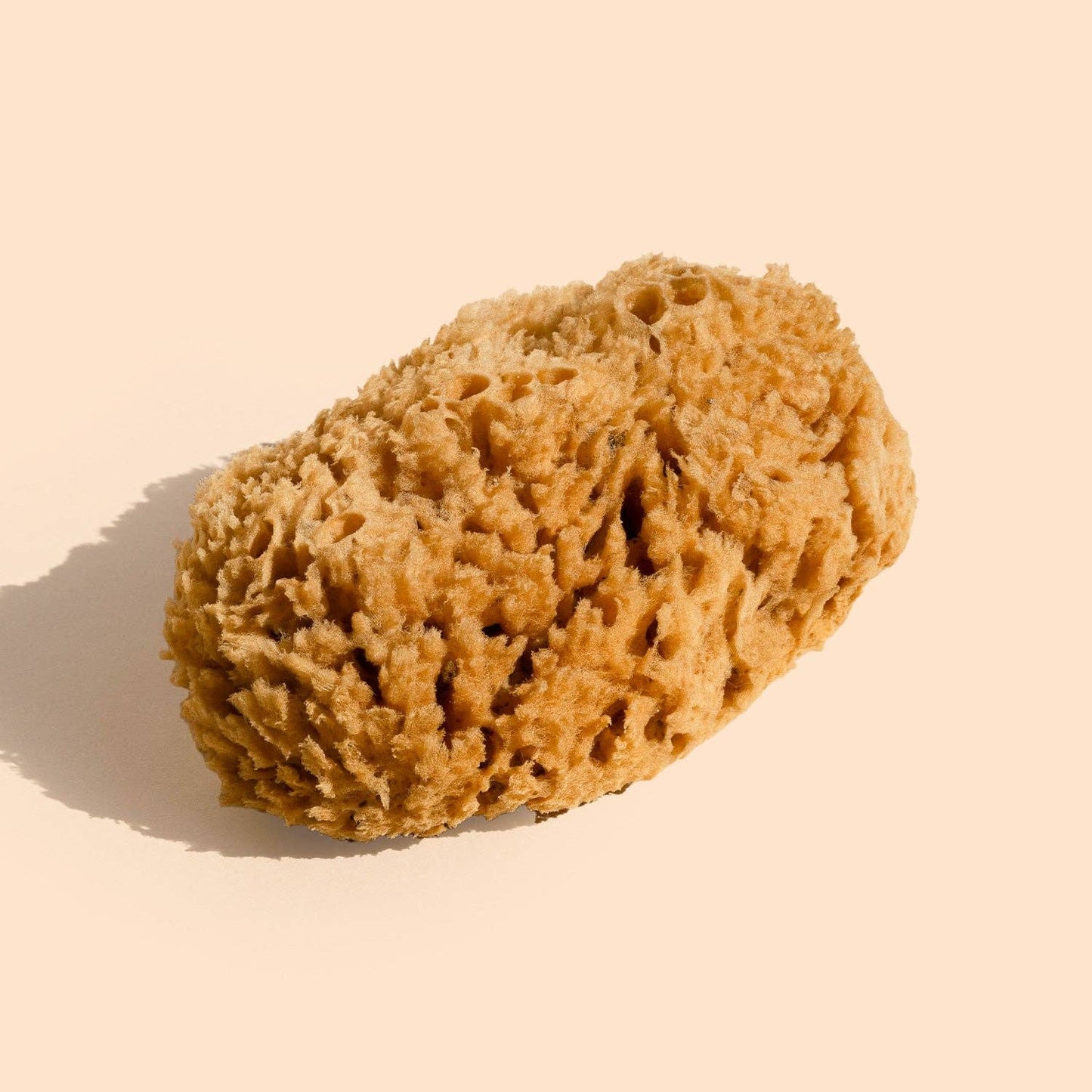 Wildcraft Body Sea Sponge - Natural, Exfoliating Bath Sponge